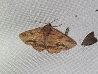 Lunate Zale Moth